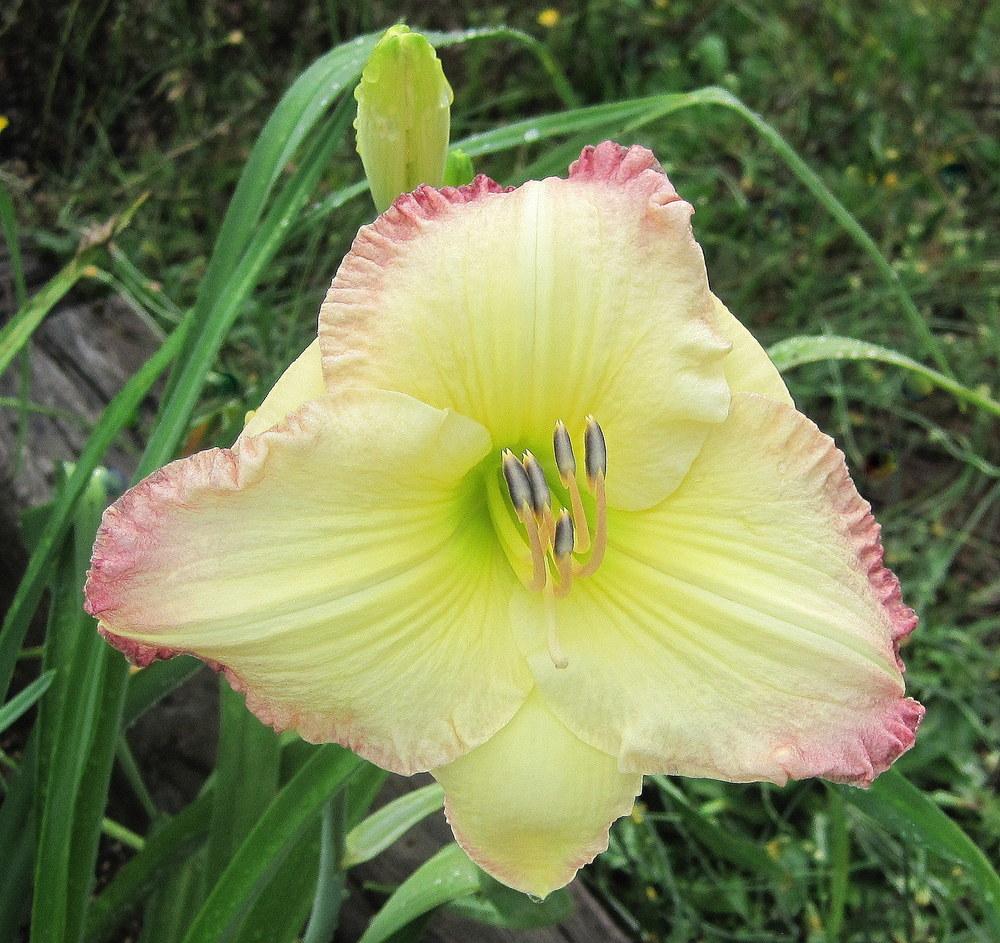 Photo of Daylily (Hemerocallis 'Tipped in Rouge') uploaded by geno
