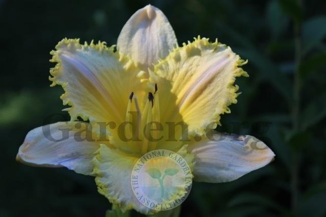 Photo of Daylily (Hemerocallis 'Lemon Fringed Pastel') uploaded by magnolialover
