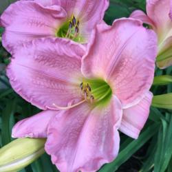 Location: My Greenwood, MN garden
Date: 2016-07-01
More vibrant pink with each day's blooms