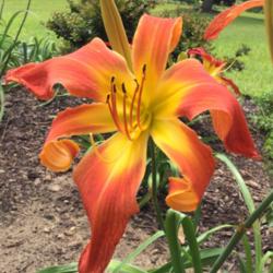 Location: My garden in Warrenville, SC
Date: 2016-06-18
Huge bloom on a first-year plant in my garden