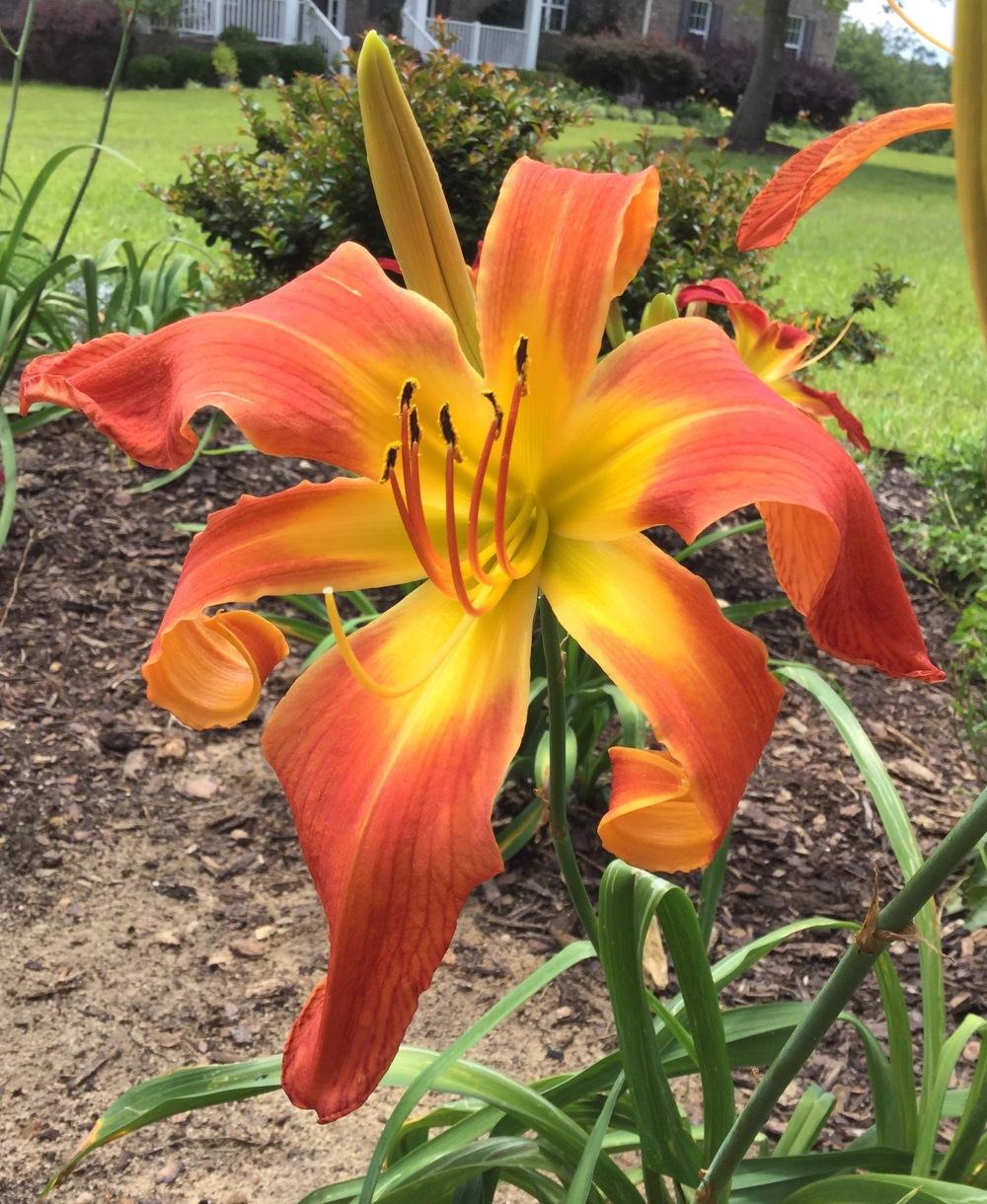 Photo of Daylily (Hemerocallis 'What's Up Down South') uploaded by scflowers