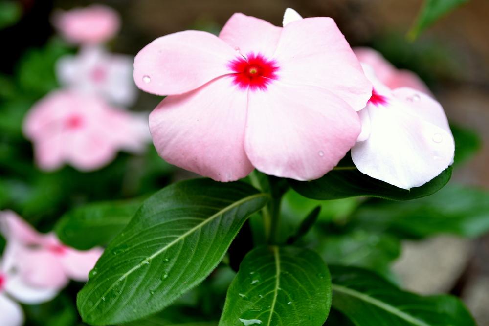 Photo of Vinca (Catharanthus roseus) uploaded by sunkissed