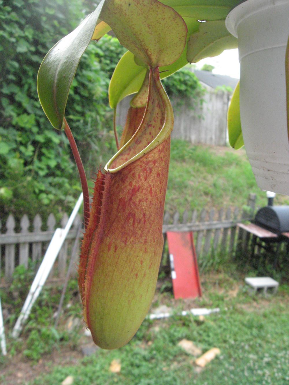 Photo of Tropical Pitcher Plant (Nepenthes ventricosa) uploaded by DigginDirt