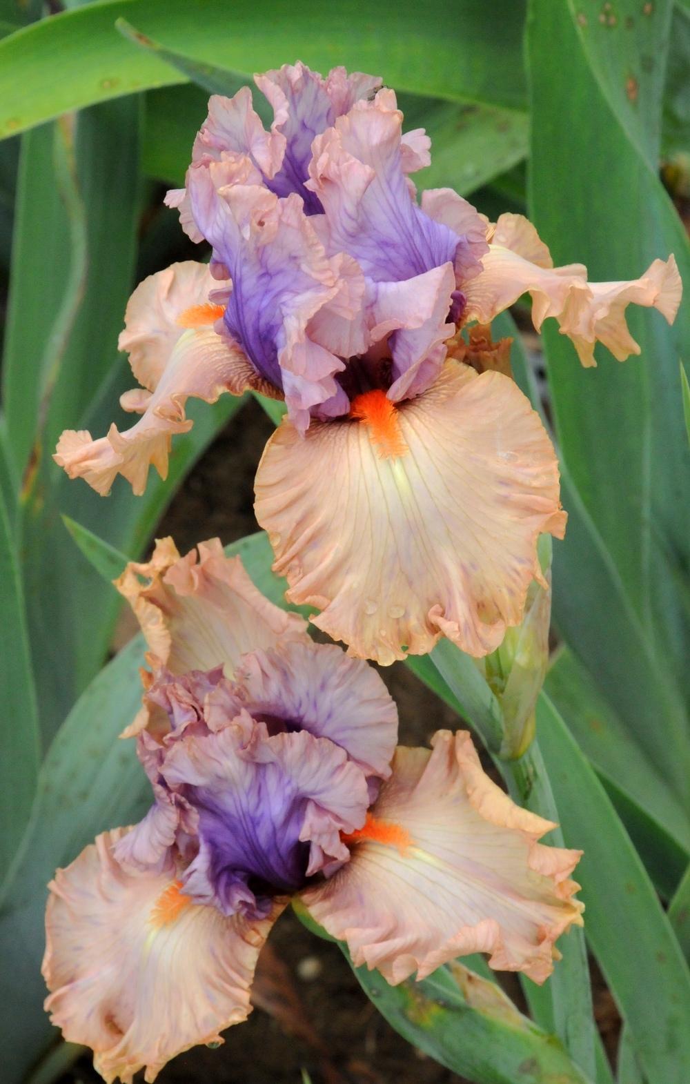 Photo of Tall Bearded Iris (Iris 'Jealous Guy') uploaded by Islandview