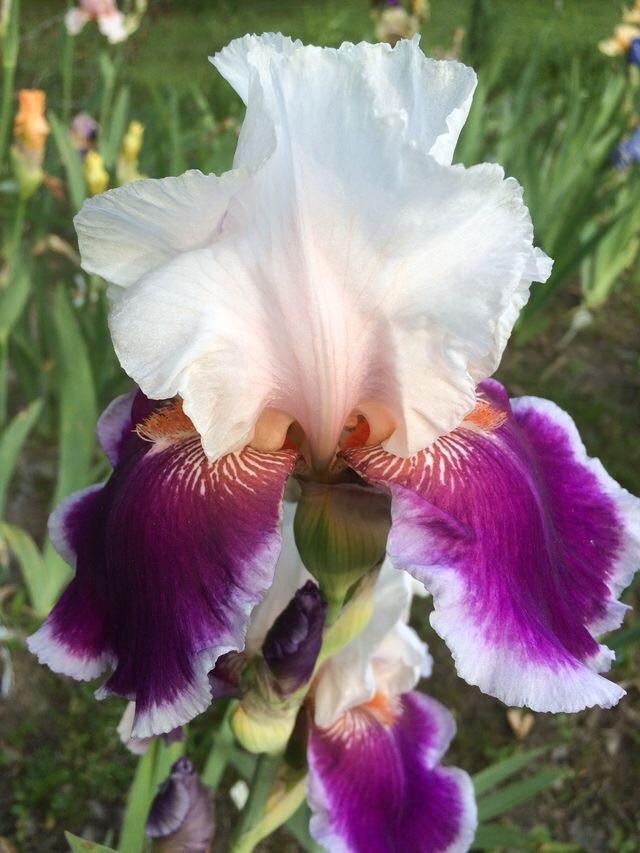 Photo of Tall Bearded Iris (Iris 'Ringo') uploaded by Lbsmitty