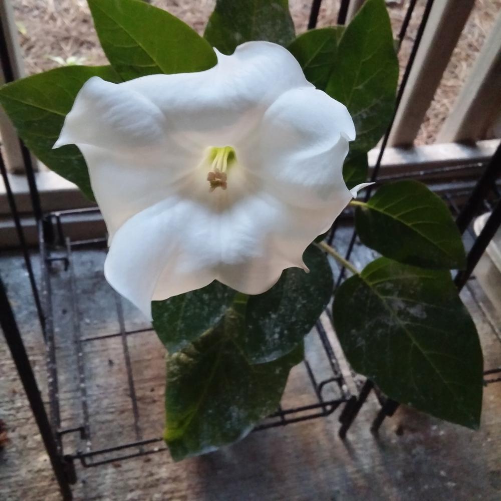 Photo of Jimson Weed (Datura innoxia) uploaded by MrGrimGarden