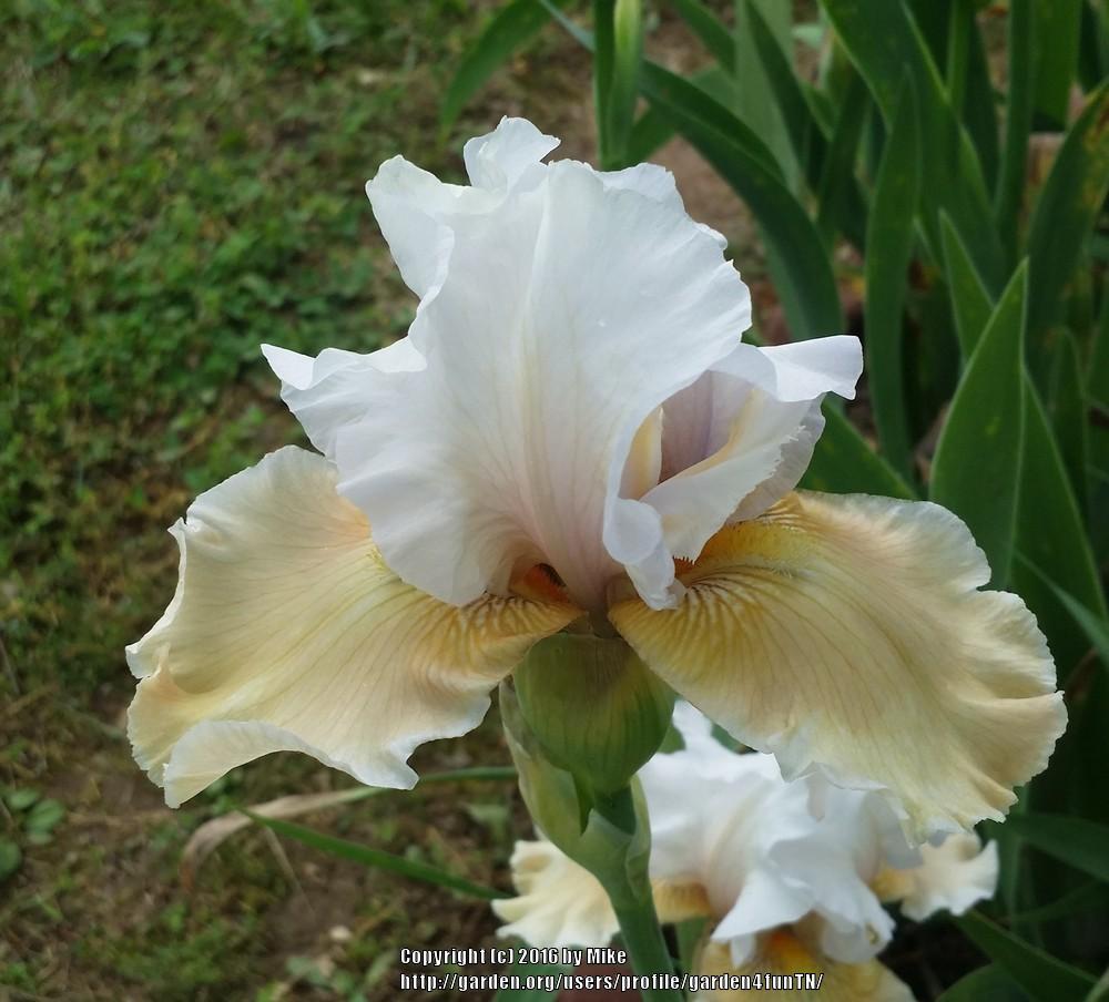 Photo of Tall Bearded Iris (Iris 'Champagne Elegance') uploaded by garden4funTN