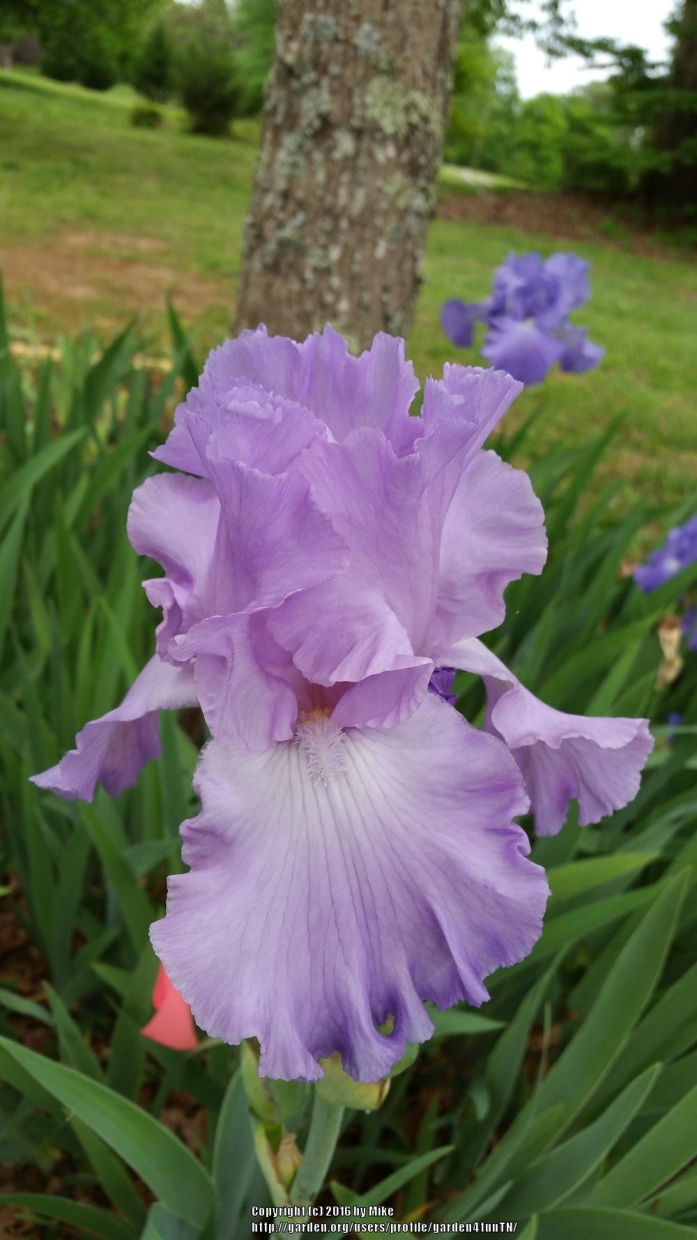 Photo of Tall Bearded Iris (Iris 'Mary Frances') uploaded by garden4funTN