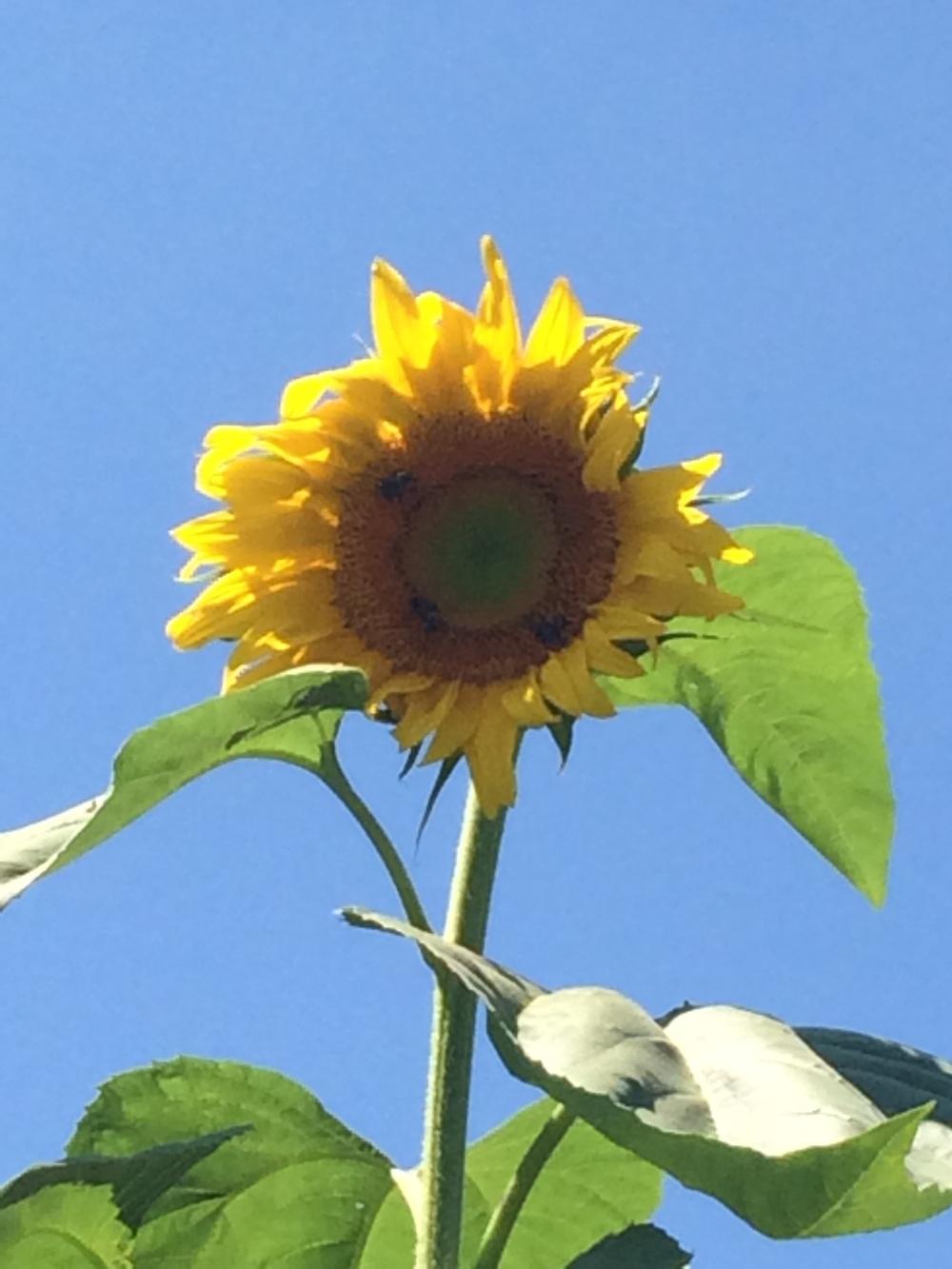 Photo of Sunflower (Helianthus annuus 'Mammoth Russian') uploaded by nativeplantlover
