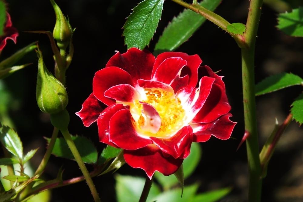 Photo of Rose (Rosa 'Little Artist') uploaded by sunnyvalley