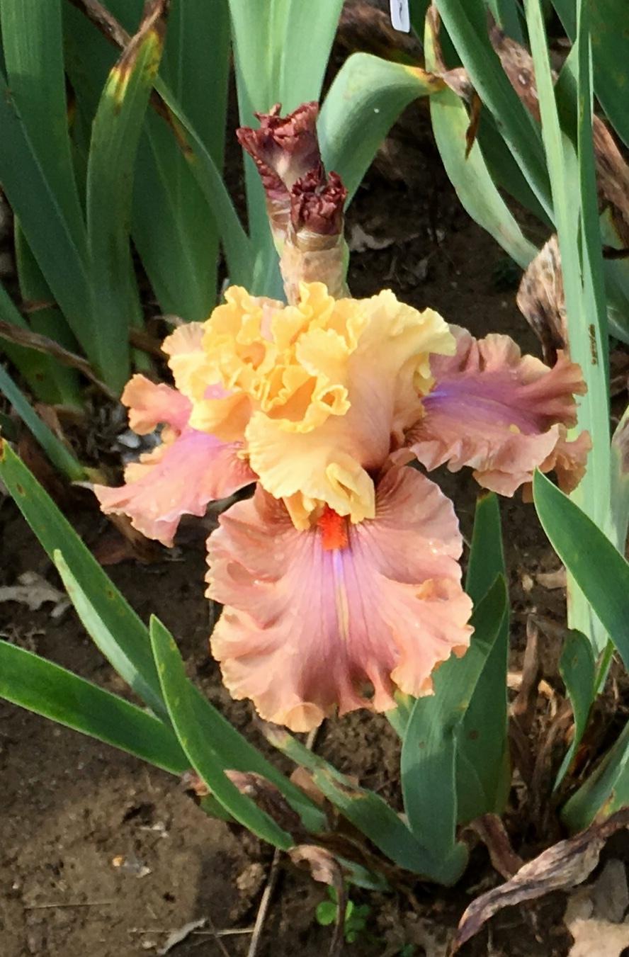 Photo of Tall Bearded Iris (Iris 'Glamazon') uploaded by Islandview