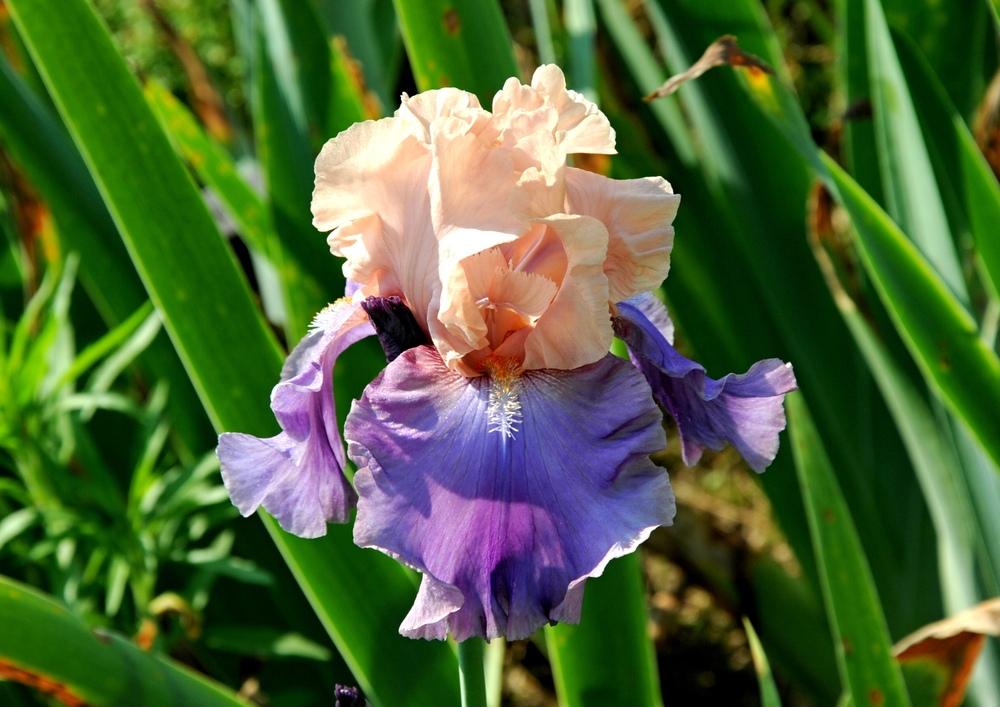 Photo of Tall Bearded Iris (Iris 'Florentine Silk') uploaded by Islandview