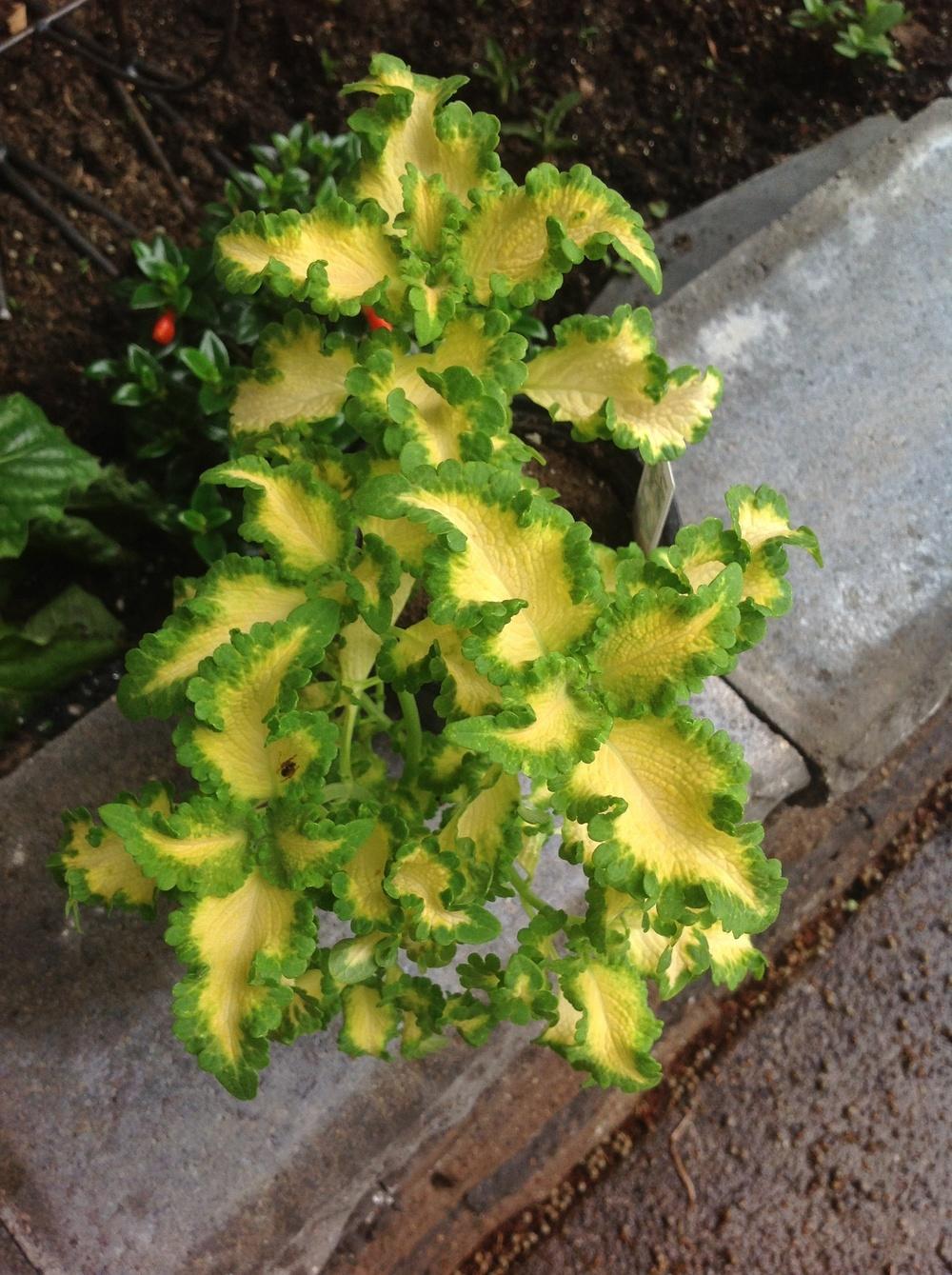 Photo of Coleus (Coleus scutellarioides 'Wild Lime') uploaded by Lilydaydreamer