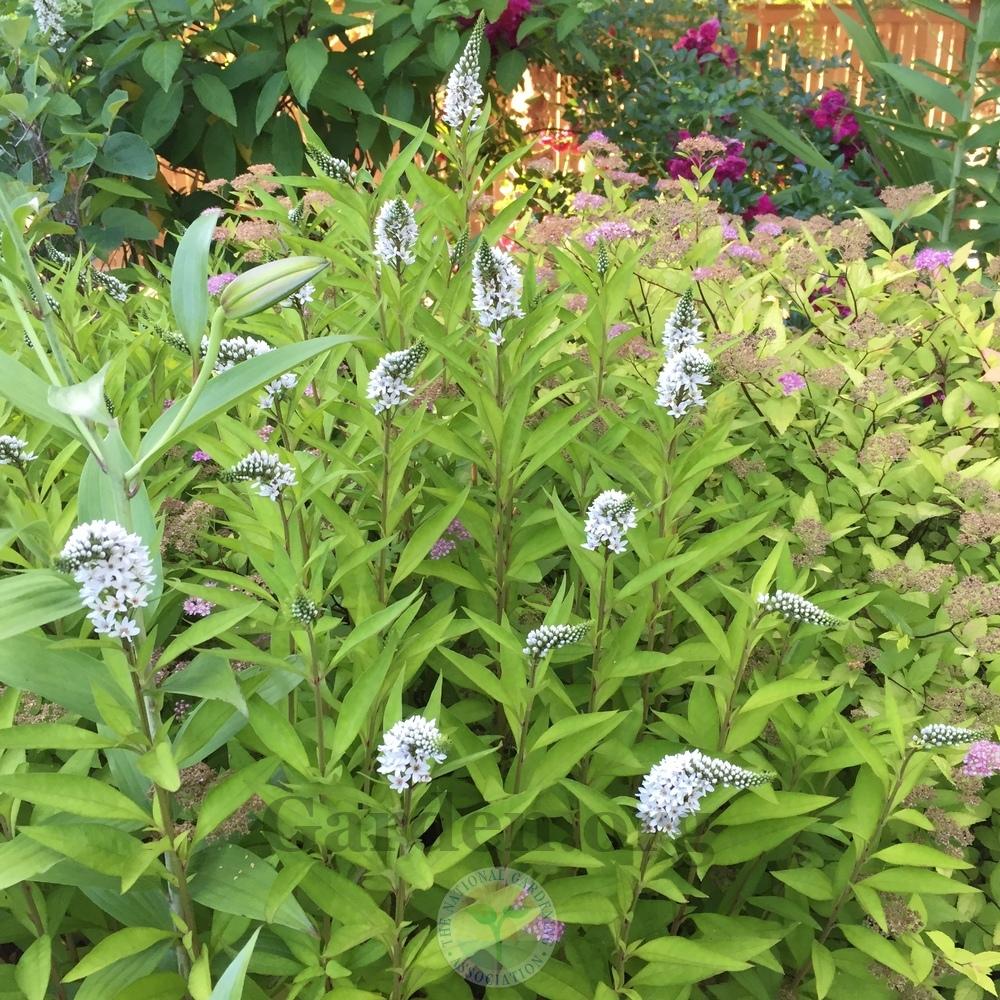 Photo of Gooseneck Loosestrife (Lysimachia clethroides) uploaded by Patty