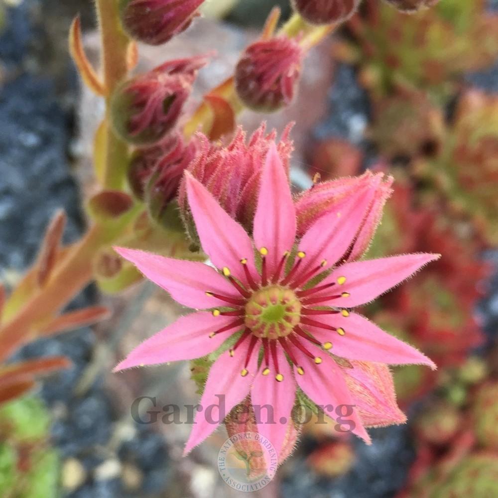 Photo of Hen and Chicks (Sempervivum 'Mike') uploaded by Patty