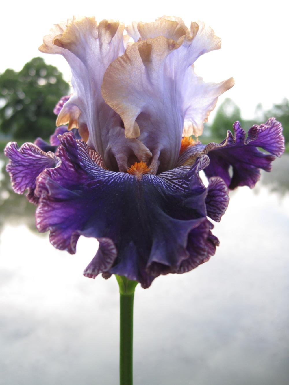 Photo of Tall Bearded Iris (Iris 'Bratislavan Prince') uploaded by barashka