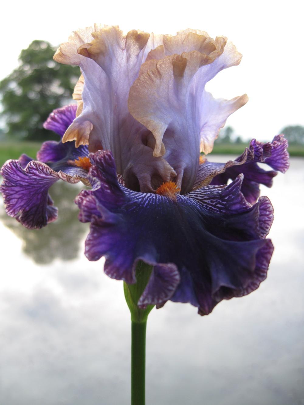 Photo of Tall Bearded Iris (Iris 'Bratislavan Prince') uploaded by barashka