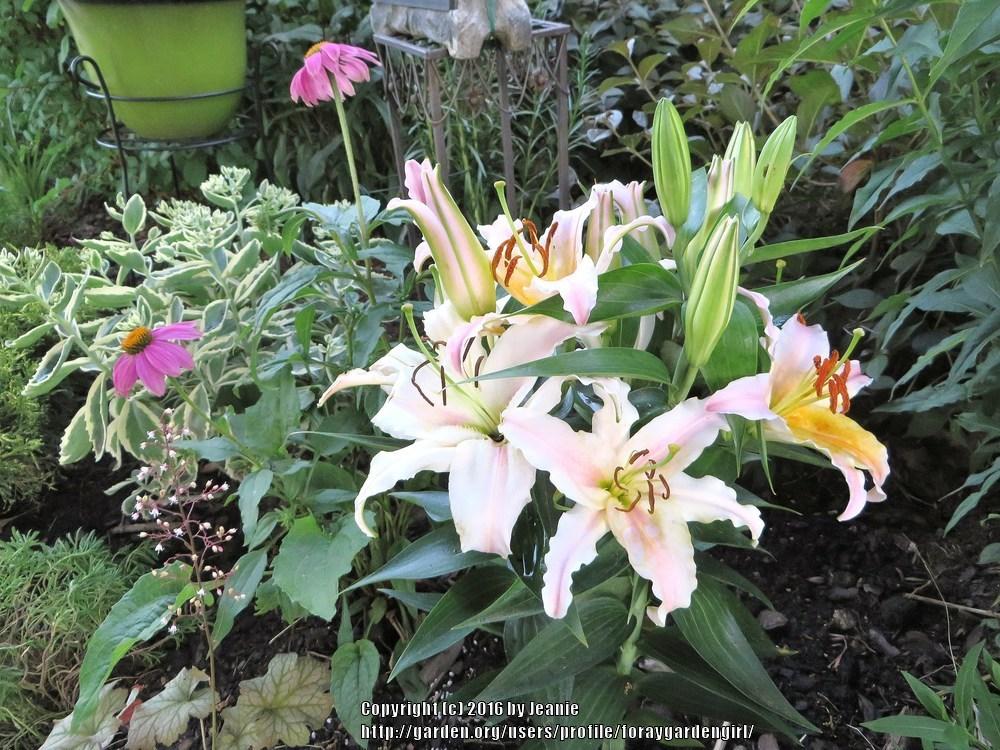Photo of Lily (Lilium Lily Looks™ Sunny Bonaire) uploaded by foraygardengirl