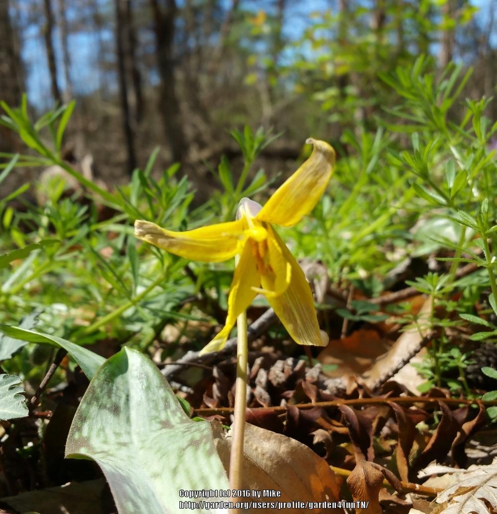 Photo of Trout Lily (Erythronium americanum) uploaded by garden4funTN