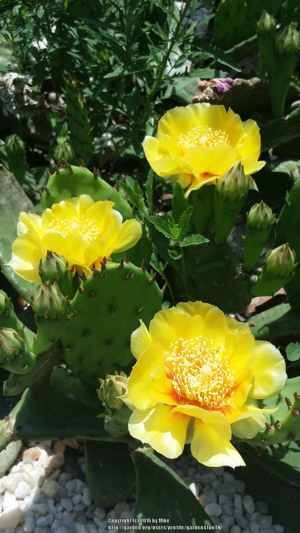 Photo of Eastern Prickly Pear (Opuntia humifusa) uploaded by garden4funTN