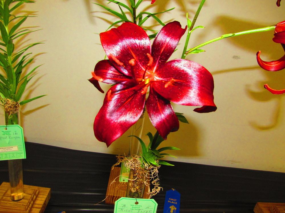 Photo of Lily (Lilium 'Night Flyer') uploaded by jmorth