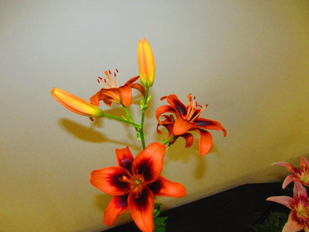 Photo of Lily (Lilium 'Twosome') uploaded by jmorth