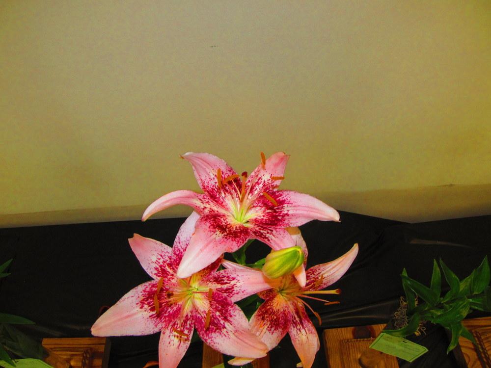Photo of Lily (Lilium 'Dot Com') uploaded by jmorth