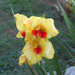 Location: Oklahoma City, OK - my backyard
Date: 2016-06-30
Gladiolus, yellow with red throat