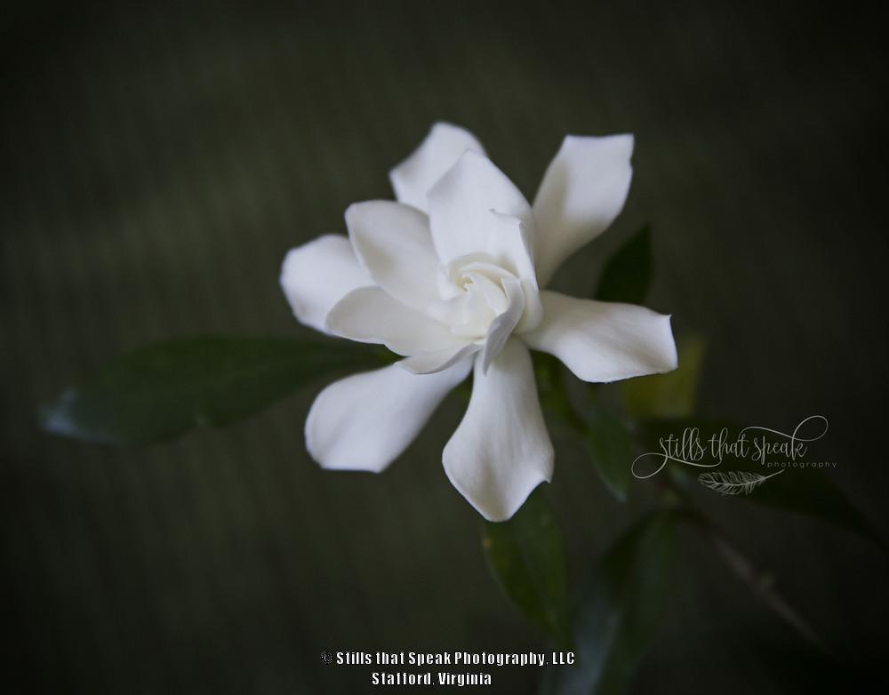 Photo of Gardenia (Gardenia jasminoides 'Frostproof') uploaded by Chantell