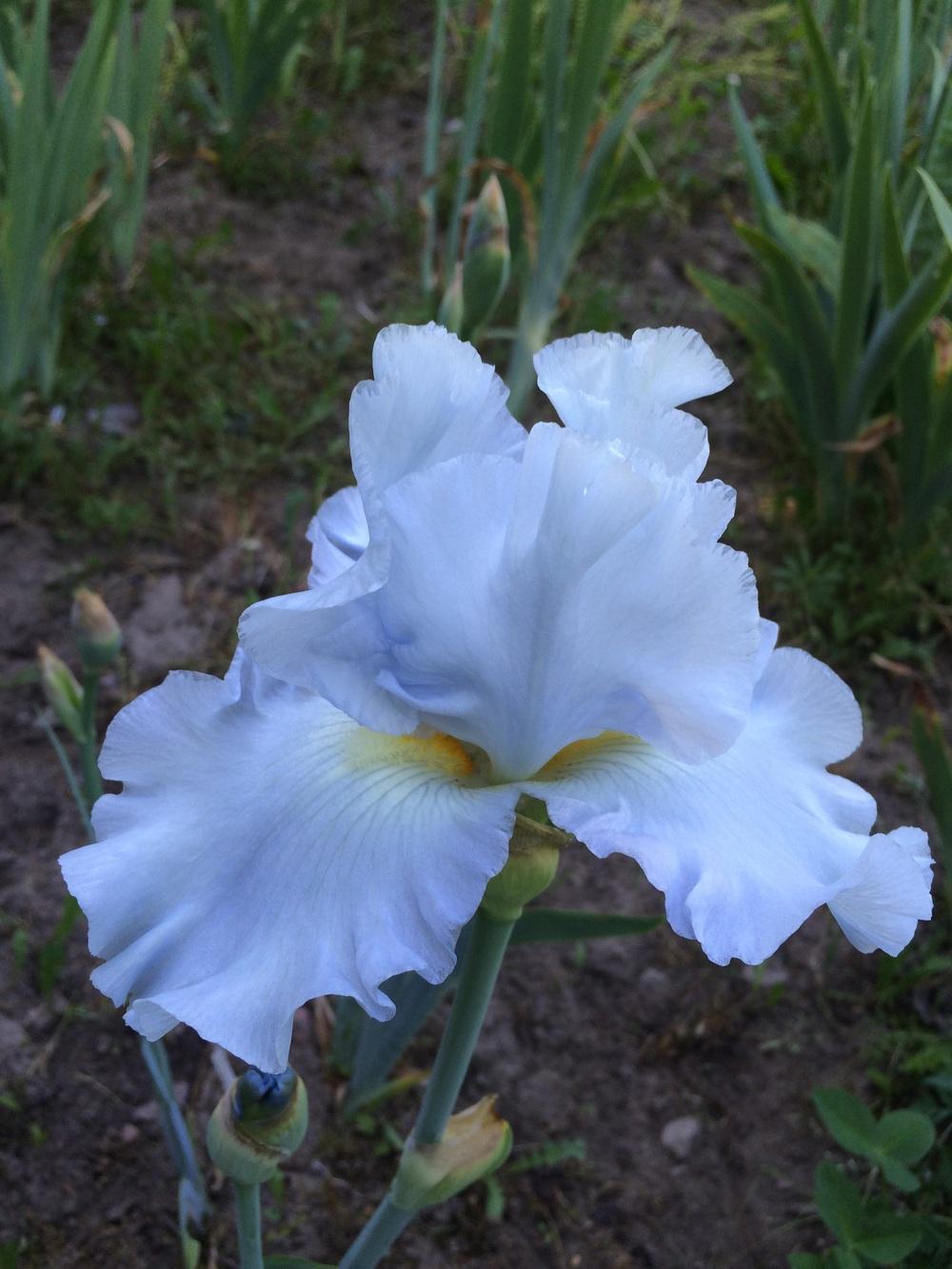 Photo of Tall Bearded Iris (Iris 'Sky and Sun') uploaded by Lbsmitty