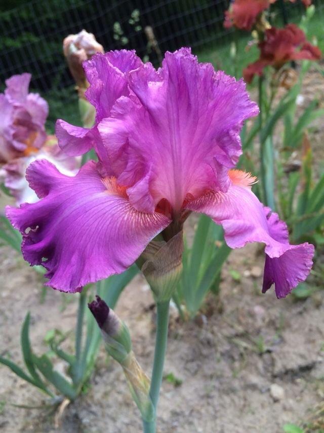 Photo of Tall Bearded Iris (Iris 'Sheer Ecstasy') uploaded by Lbsmitty