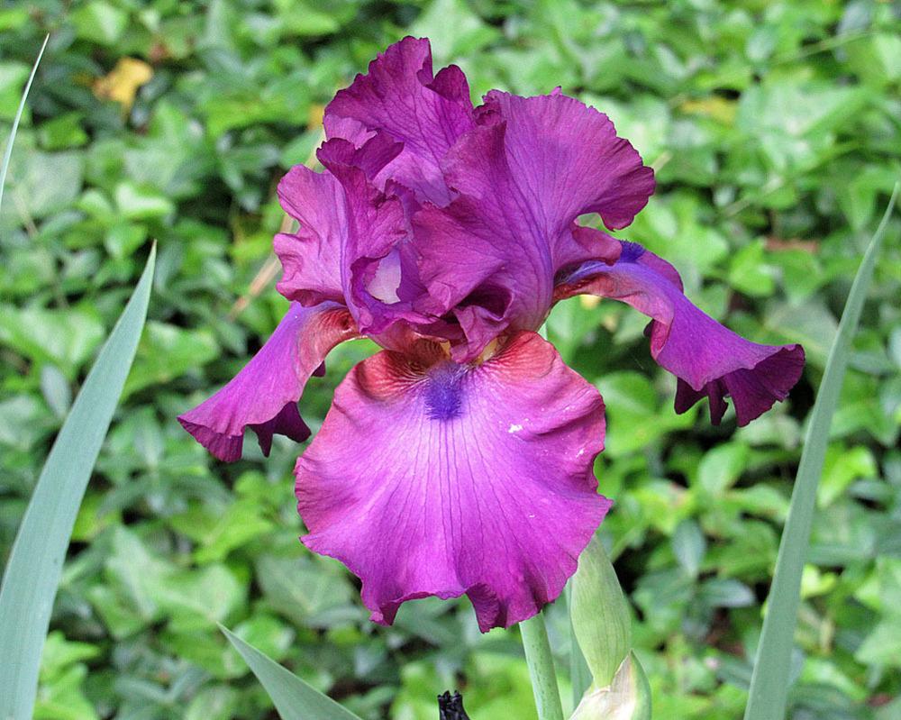 Photo of Tall Bearded Iris (Iris 'Gypsy Romance') uploaded by Lestv
