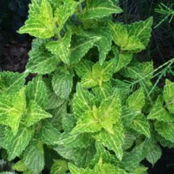 Location: My garden, central NJ, Zone 7A
Date: 2016-07-03
Coleus Electric Lime