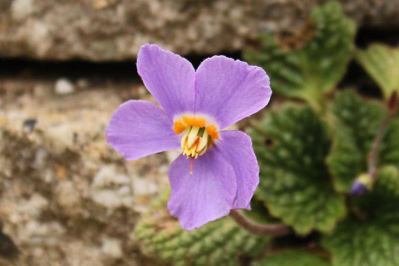 Photo of Pyrenean Violet (Ramonda myconi) uploaded by RuuddeBlock
