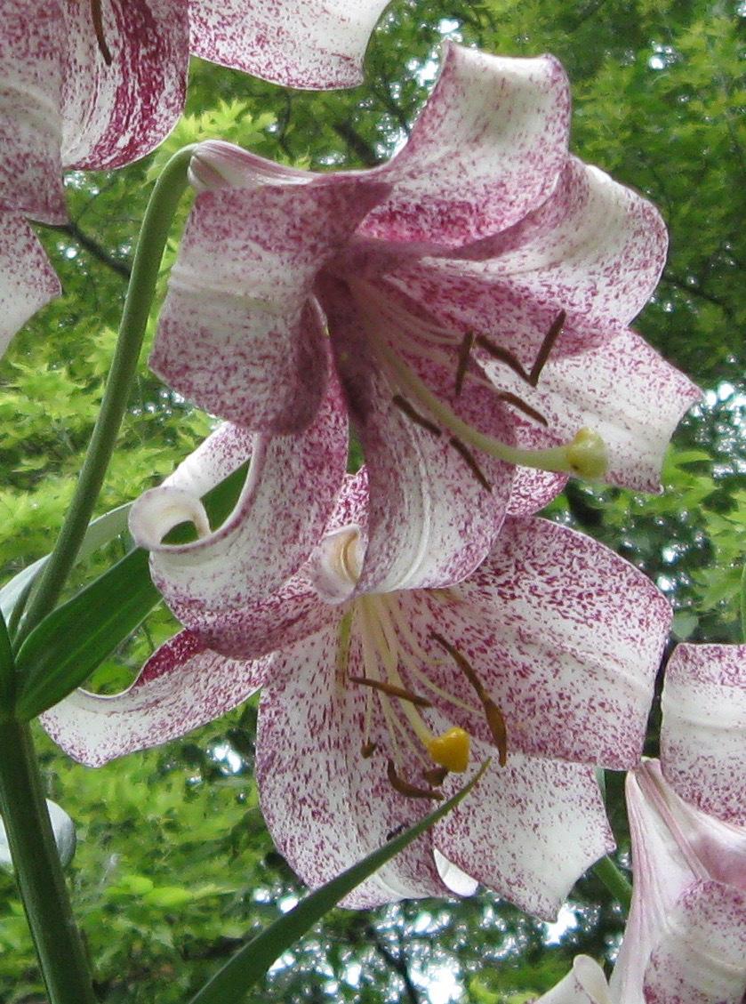 Photo of Lily (Lilium 'Lankon') uploaded by alwaysbehindMN