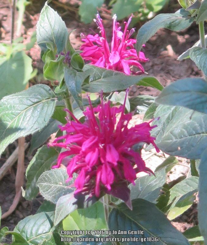 Photo of Bee Balm (Monarda didyma Balmy™ Purple) uploaded by ge1836