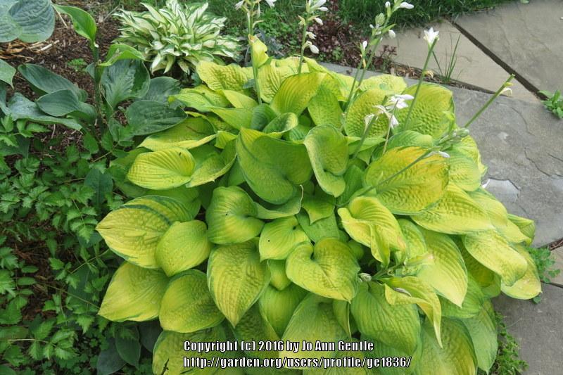 Photo of Hosta 'Bright Lights' uploaded by ge1836