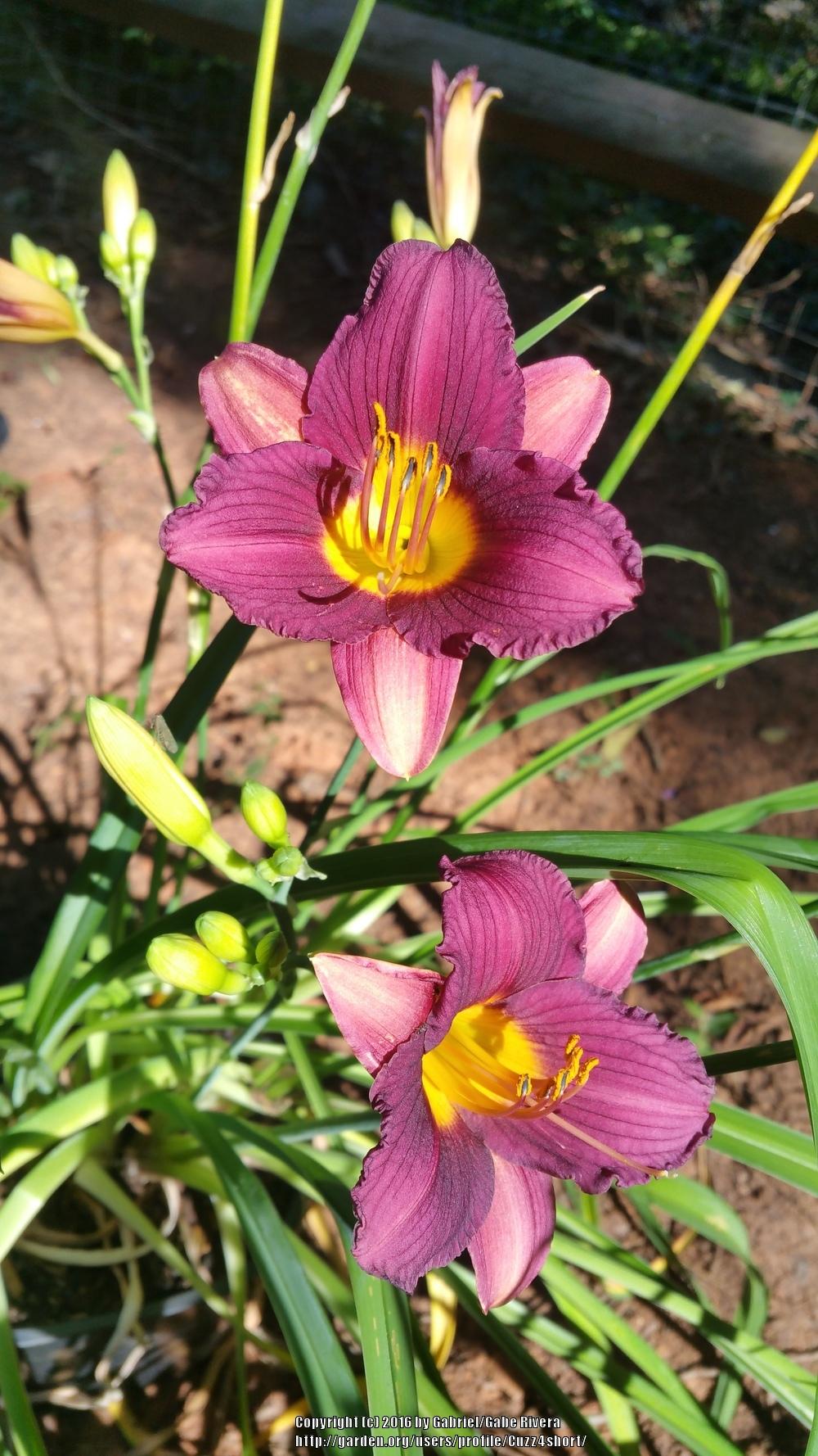 Photo of Daylily (Hemerocallis 'Purple De Oro') uploaded by Cuzz4short