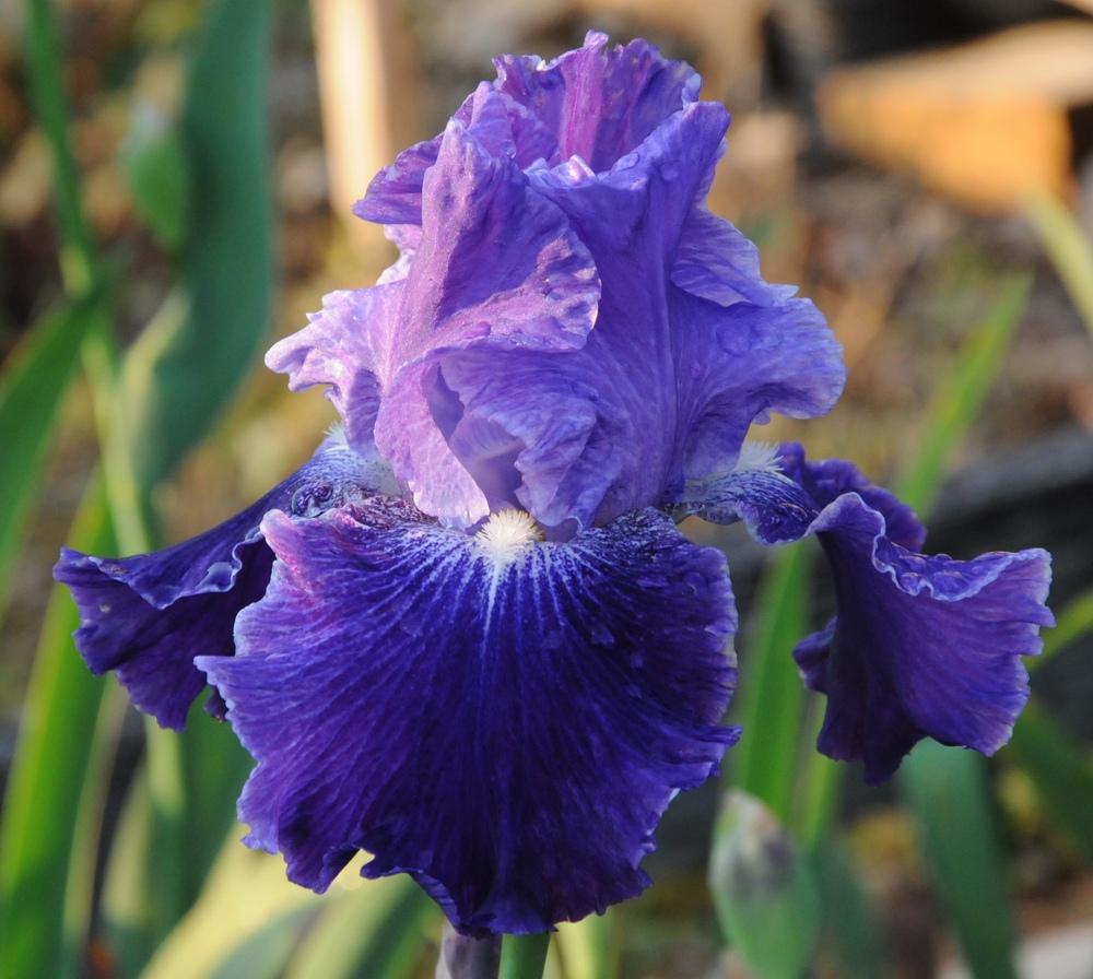 Photo of Tall Bearded Iris (Iris 'Daughter of Stars') uploaded by Islandview