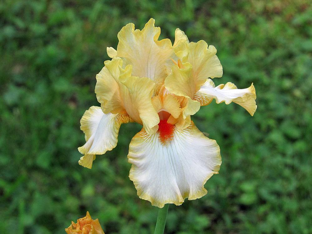 Photo of Tall Bearded Iris (Iris 'Champagne Waltz') uploaded by Lestv