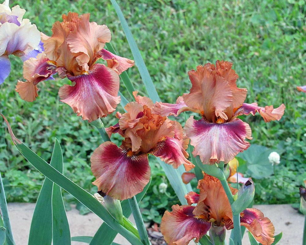 Photo of Tall Bearded Iris (Iris 'Touch of Mahogany') uploaded by Lestv
