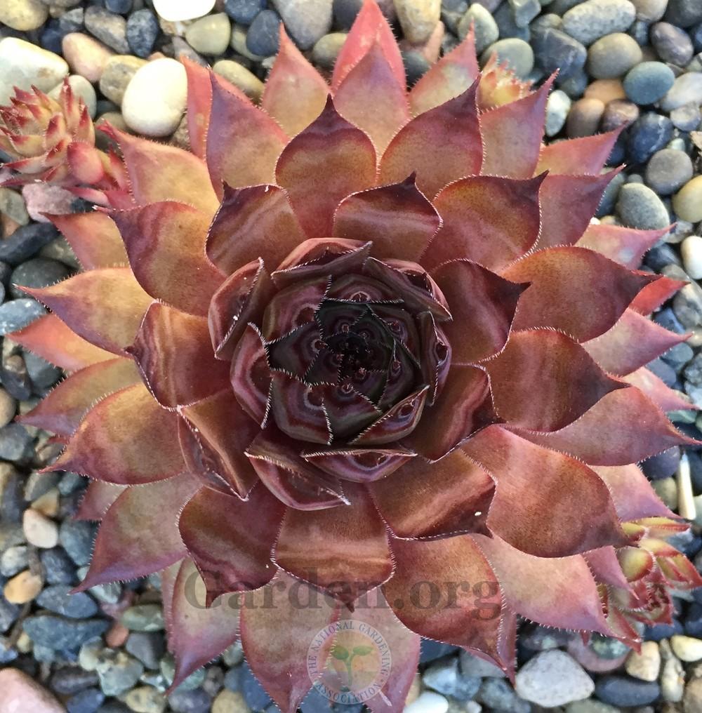 Photo of Hen and Chicks (Sempervivum 'Flasher') uploaded by Patty