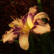 Available at BLUE RIDGE DAYLILIES, Alexander, NC.
