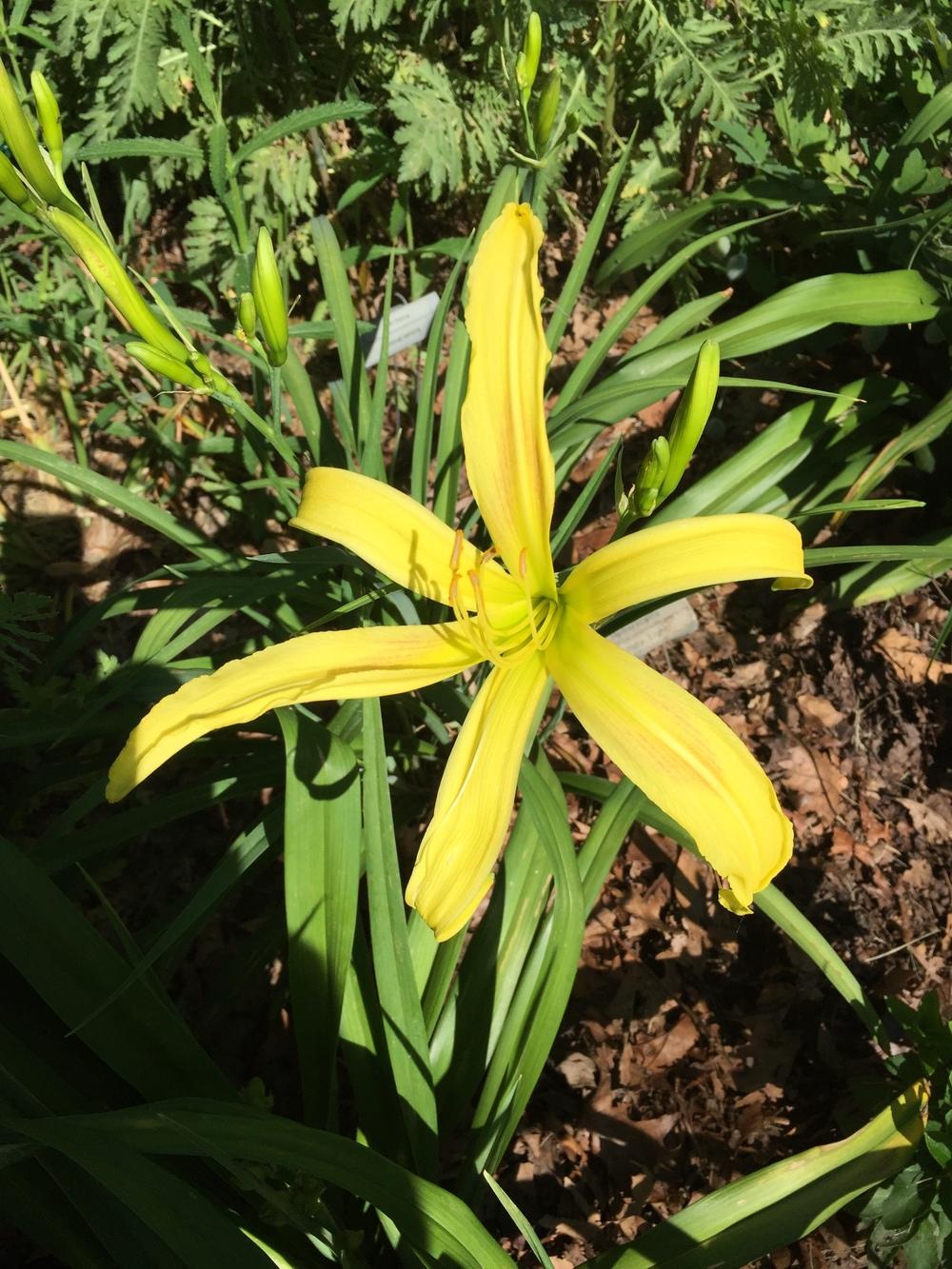 Photo of Daylily (Hemerocallis 'Kindly Light') uploaded by cottelpg