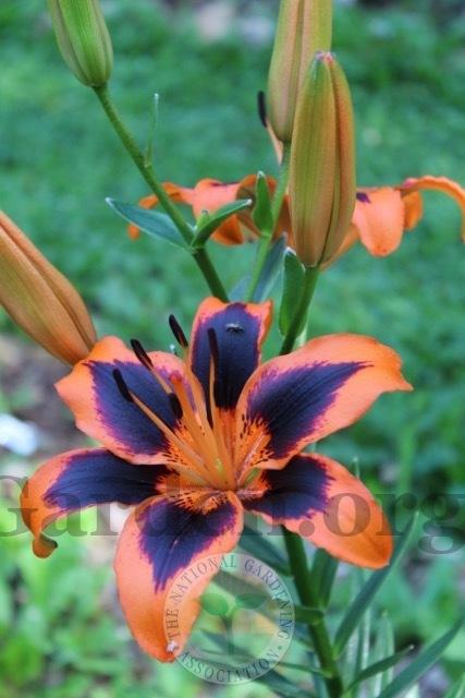 Photo of Lily (Lilium Lily Allen) uploaded by magnolialover