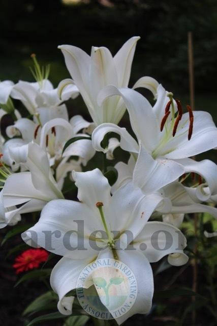 Photo of Lily (Lilium 'Zambesi') uploaded by magnolialover