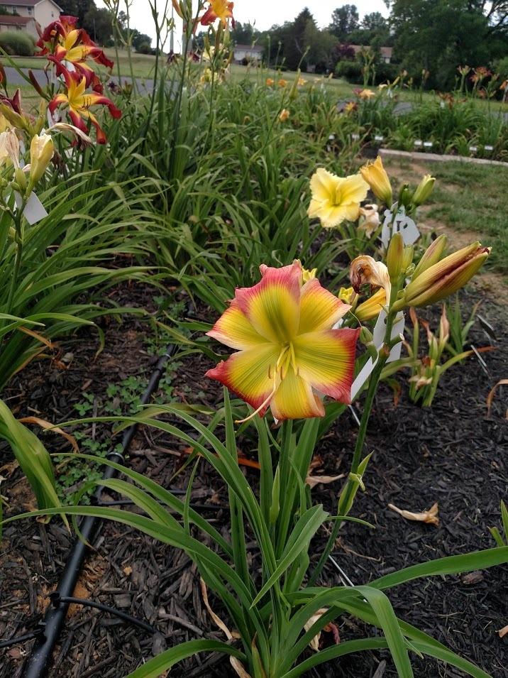 Photo of Daylily (Hemerocallis 'Search for Green Pastures') uploaded by Nysbadmk8