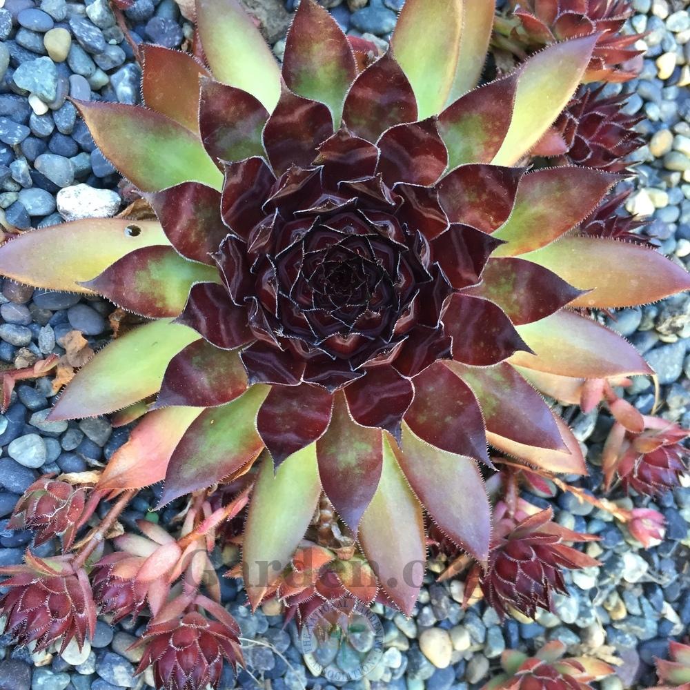 Photo of Hen and Chicks (Sempervivum 'Bronco') uploaded by Patty