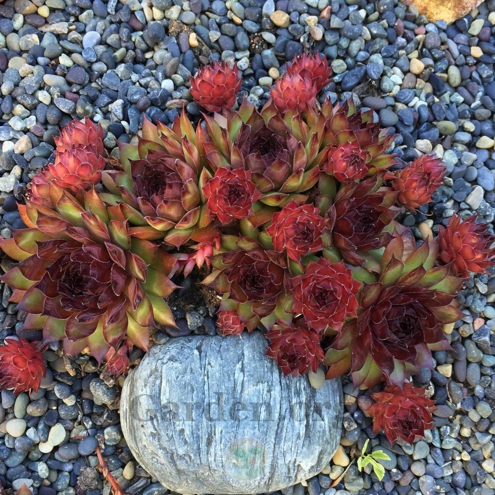 Photo of Hen and Chicks (Sempervivum 'Dynamo') uploaded by Patty