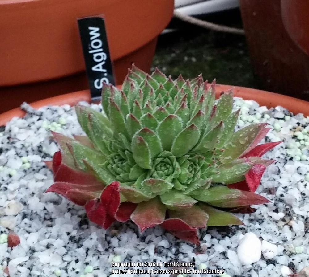 Photo of Hen and Chicks (Sempervivum 'Aglow') uploaded by TerriStanley